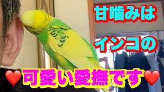 甘噛み上手なセキセイインコに癒されてます❤️my pretty birds