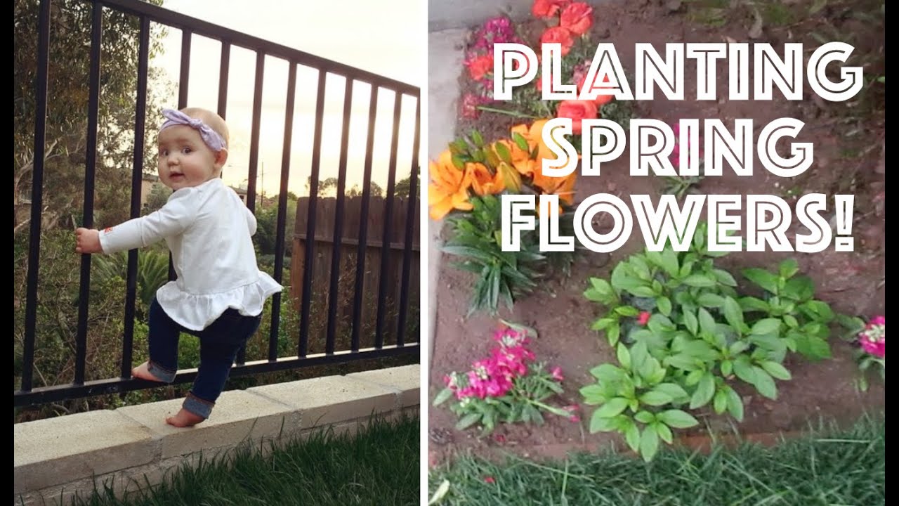 Planting Spring Flowers Youtube