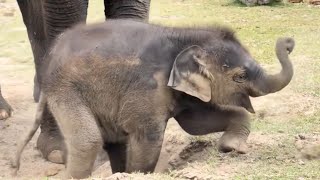 The Cutest Thing You'll See Today: Baby Elephant Clumsy Playtime with Mom