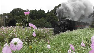 『C11325＋50系客車・快速 SLもおか[6001レ』2018/9/30(真岡鐵道・多田羅駅 発車！｢多田羅コスモス畑｣) # 真岡鉄道