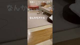 高級リンゴを食べる音を聞きつけて探しに来たモルモット　Can I have an apple, please? 【Guinea pigs】