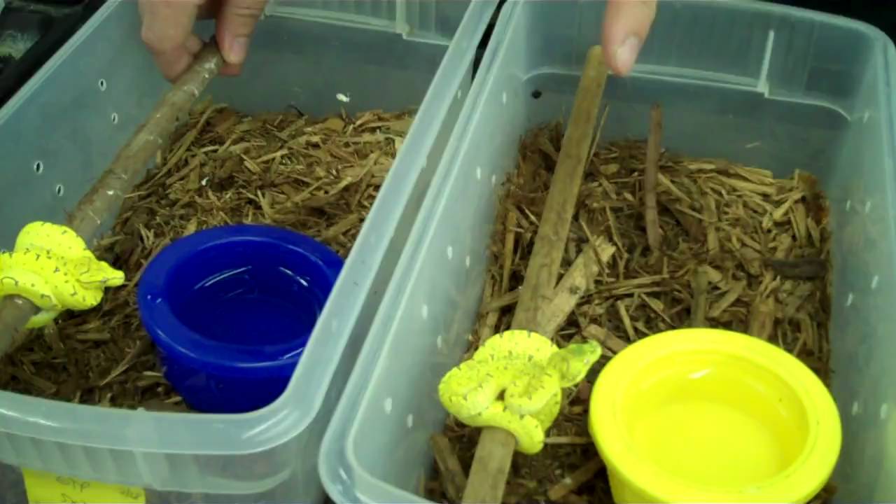 Green Tree Pythons Youtube