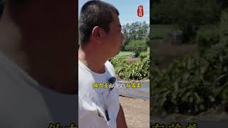 30多岁的湖南长沙大哥在美国种菜做农场主🧑‍🌾 见识到了福建帮在美国做生意的厉害之处！#美国生活 #访谈录 #海外华人 #创业 #农业#夏威夷#华人移民