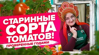 ПОДБОРКА СТАРЫХ ХОРОШИХ СОРТОВ ТОМАТОВ!