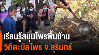 เรียนรู้สมุนไพรพื้นบ้านวิถีตะบัลไพร จ.สุรินทร์ : อวดดี