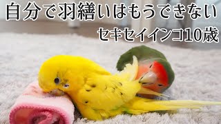 セキセイインコ10歳 自分で羽繕いできない Old budgerigars, 10 y-o, unable to preen by themselves due to aging disability