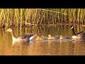 Greylag Goose x Canada Goose family with 6 Goslings