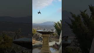 Hummingbirds taking a bath on the mountain #garden #humingbird #birds #hummingbirdlove #hummingbird