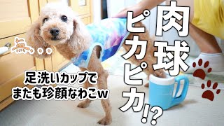 犬の半自動足洗いカップなら簡単3分で水洗いできるってホント？嫌がりながらも渋々足をいれる犬の姿が可愛いw【トイプードルのわこ】