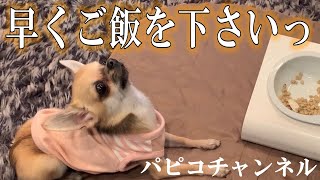 ちっちゃなスムースチワワのパピコさんに、手作りごはんをあげたら狂喜乱舞でした。