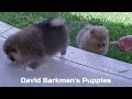 David Barkman's Pomeranian Puppies