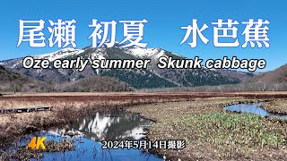 4K 【初夏の尾瀬】2024.5.14撮影　水芭蕉　Oze early summer