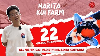 22 GRAND CHAMPIONS ALL NISHIKIGOI | Narita Koi Farm