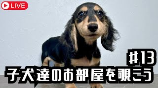 【犬７頭と暮らすおっさん】子犬部屋垂れ流し配信13【miniature dachshund】