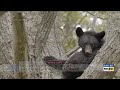 Viewing wildlife safely at Shenandoah National Park