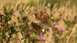 Linnet on a Thistle - Linnets - Canto Del Pardillo