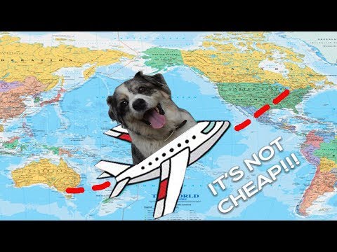International Travel With a Pet | How to Get Your Dog on a Plane International Travel With a Pet | How to Get Your Dog on a Plane