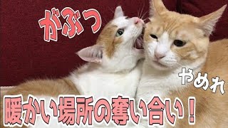 猫に電気毛布を買ってあげたらいきなり縄張り争い勃発？！