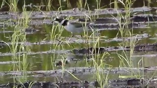 【野田市の野鳥】　コチドリがいました。（Ｈ28.4.23）