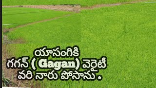 యాసంగి నారు పోసాను GAGAN Variety   వరి రకం @gopi agricultural