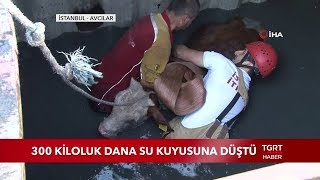 300 Kiloluk Kurbanlık Dana Su Kuyusundan Böyle Çıkarıldı