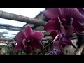 Bunga Anggrek Dendrobium Warna Merah Kehitaman Batang Juga Merah, Dendrobium Orchid