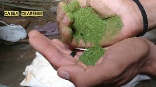 como fazer sal mineral de moringa oleifera pras cabras, ovelhas e gado.