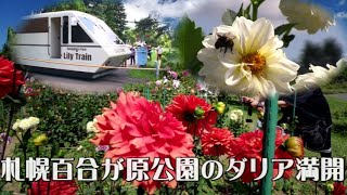 札幌百合が原公園ダリア2020/8/23