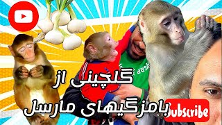 این کلیپ خیلی خوبه از اول تا اخر مارسل طلا و دعوا درگیری تا پیاز خوردنش marcel cute monkey lifestyle