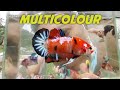 Farm Ikan Cupang Multicolour