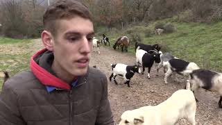 Ganaderos en su hábitat | Cabras en San Martin de Elines | 24.1.2024