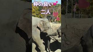 仲の良い２人💕【ドローナとバヴァーニ 】#のんほいパーク #豊橋動物園 #ドローナ #バヴァーニ