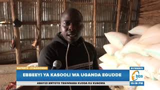 Abasuubuzi Ba Kasooli Basobeddwa, Ebbeeyi Ya Kasooli Wa Uganda Egudde, Bakooye Okugula Kasooli Atali