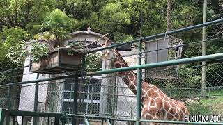 アミメキリン@福岡市動物園/2016-04-10