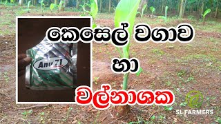 November 15, 2024|slfarmers |වල්නාශක හා|කෝලිකුට්ටු වගාව|