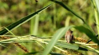 斑文鳥 Lonchura punctulata