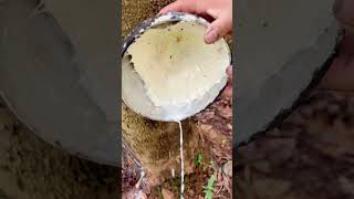 There's a lot of latex in rubber trees today!#rubber #stressrelief #ASMR