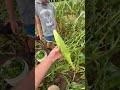 Wind Storm Hit Our Corn 🌽 #corn #gardening  #garden #growyourownfood  #storms #walkerfarmfam