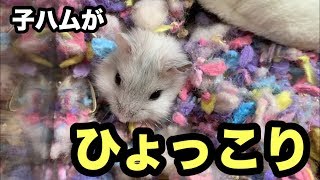 【ジャンガリアン】子ハムが巣穴から顔を出すでち！