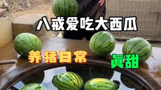 韩国人看到用大西瓜喂猪会怎么想