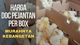 Harga DOC Pejantan Per Box, MURAHNYA KEBANGETAN