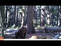 bears in calaveras big trees