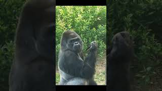 Gorilla Catches Food Falling from above #shabani #funny #Shorts