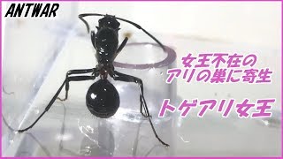 蟻戦争Ⅲ＃113 滅びかけた蟻の巣に忍び込むトゲアリの女王。【前編】編～Mystery ants hijacking the queen absent ant's nest～