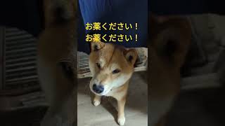 柴犬レオくん！風邪をひく❓