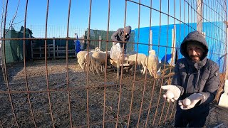 Kümesi Temizledim!-Lapa Lapa Kar!-Kuzuların Yemi!-Otluğa Yumurta Yapmış!