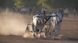 Shoheb Patel Nandi | Nandora Final Video | Ox Race Video | Pat Ke Diwane