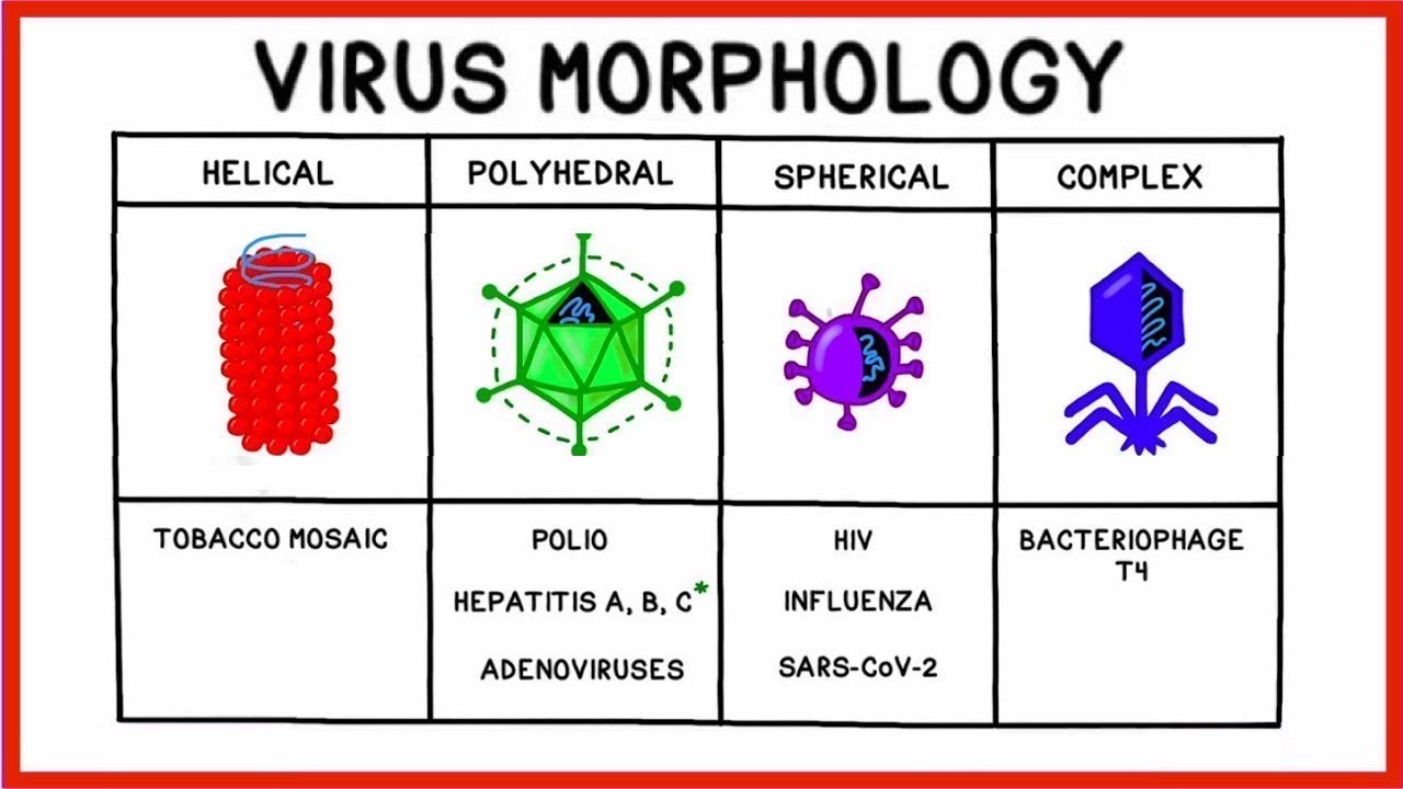 Going Viral: Viruses, Replication And COVID-19 - YouTube