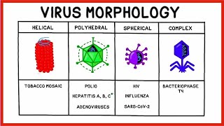 Viruses and Virus Replication