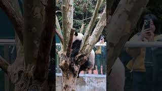 浜哥终于得出外场了，开心很大熊猫海浜 大熊猫 熊猫界顶流